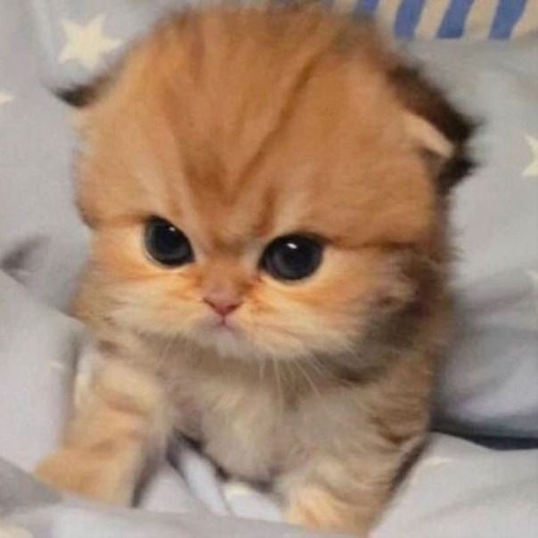 Милый кот смотрит